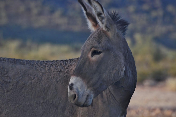 burro